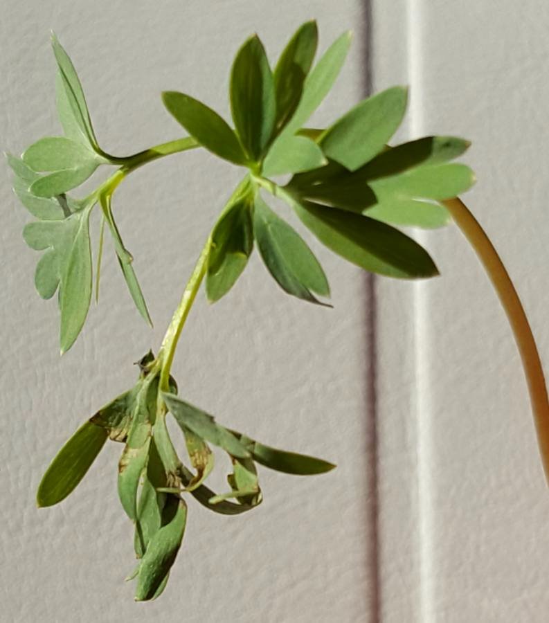 Annexe 2018-03-27_08-06-14[2683].jpg