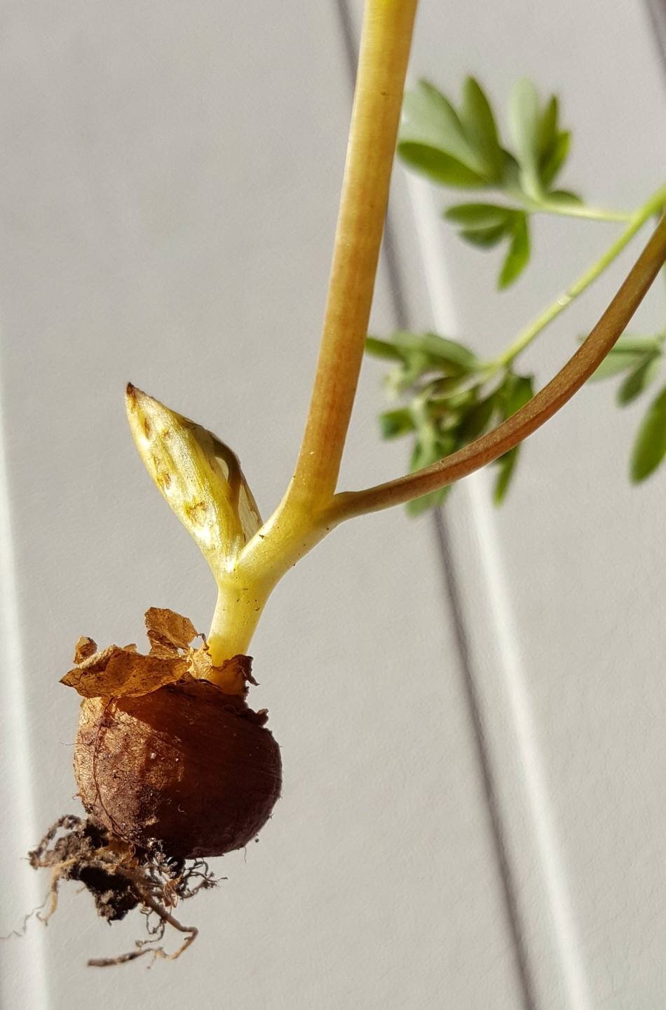 Annexe 2018-03-27_08-07-07[2682].jpg