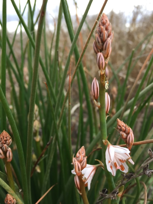 Annexe Asphodèle_Feuille  Inflorescence.JPG