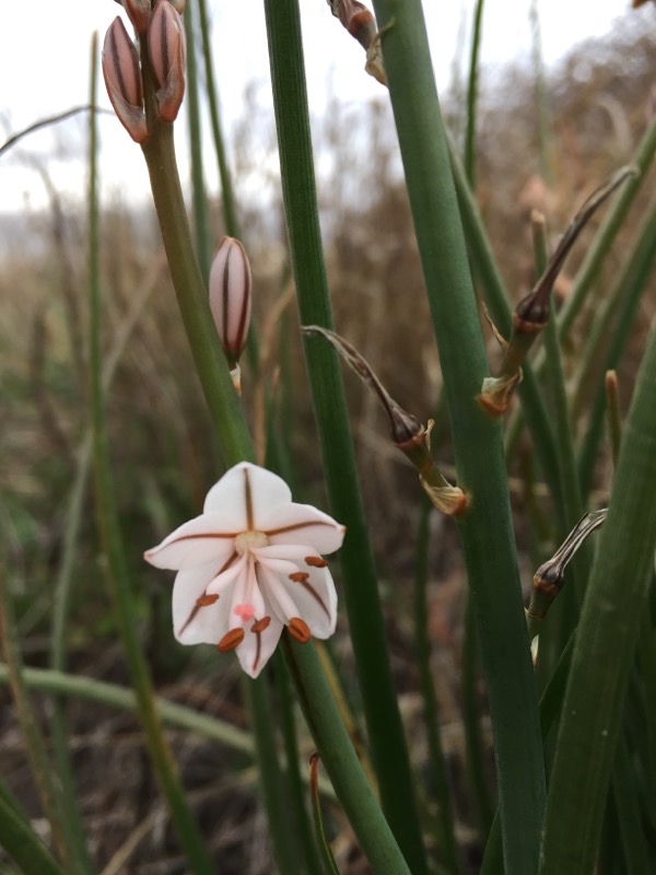 Annexe Asphodèle_Fleur.JPG