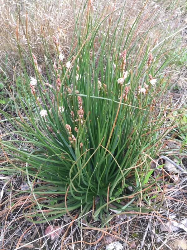 Annexe Asphodèle_Vue générale.JPG