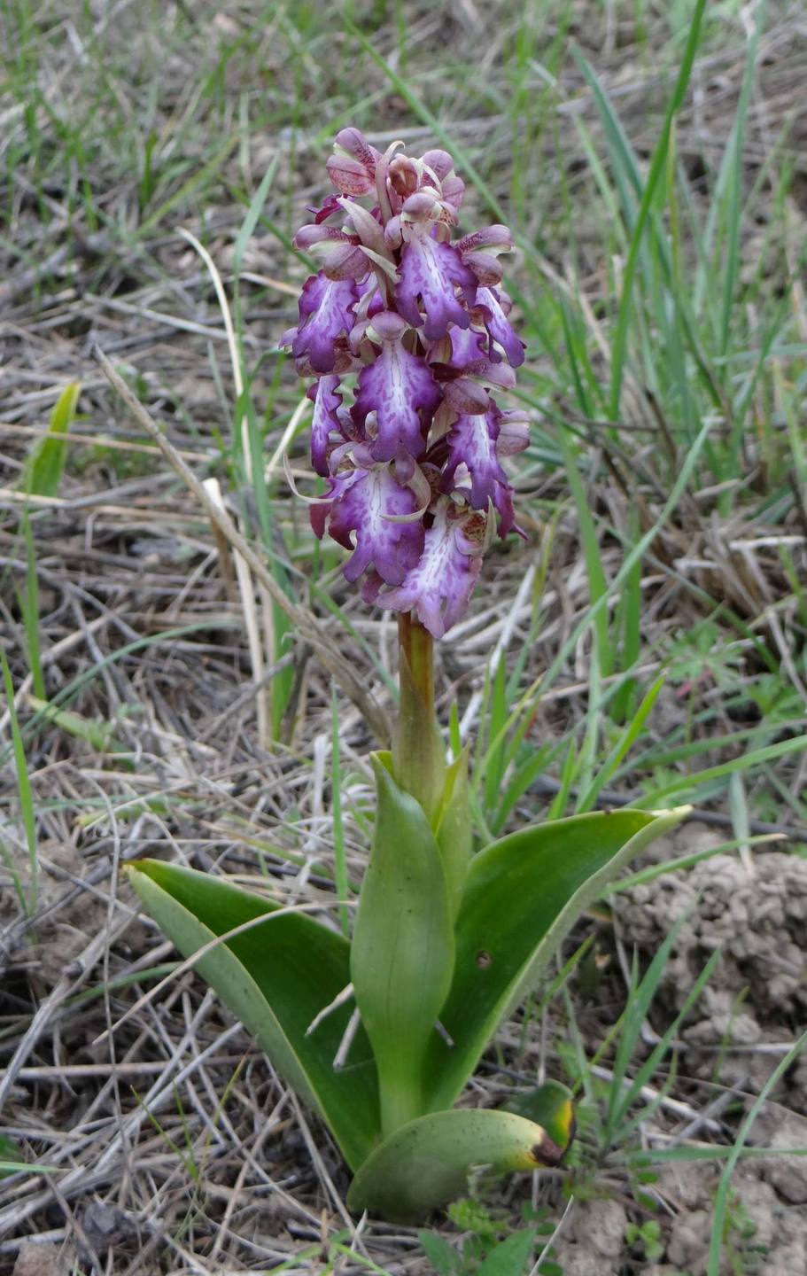 Annexe Himantoglossum robertianum