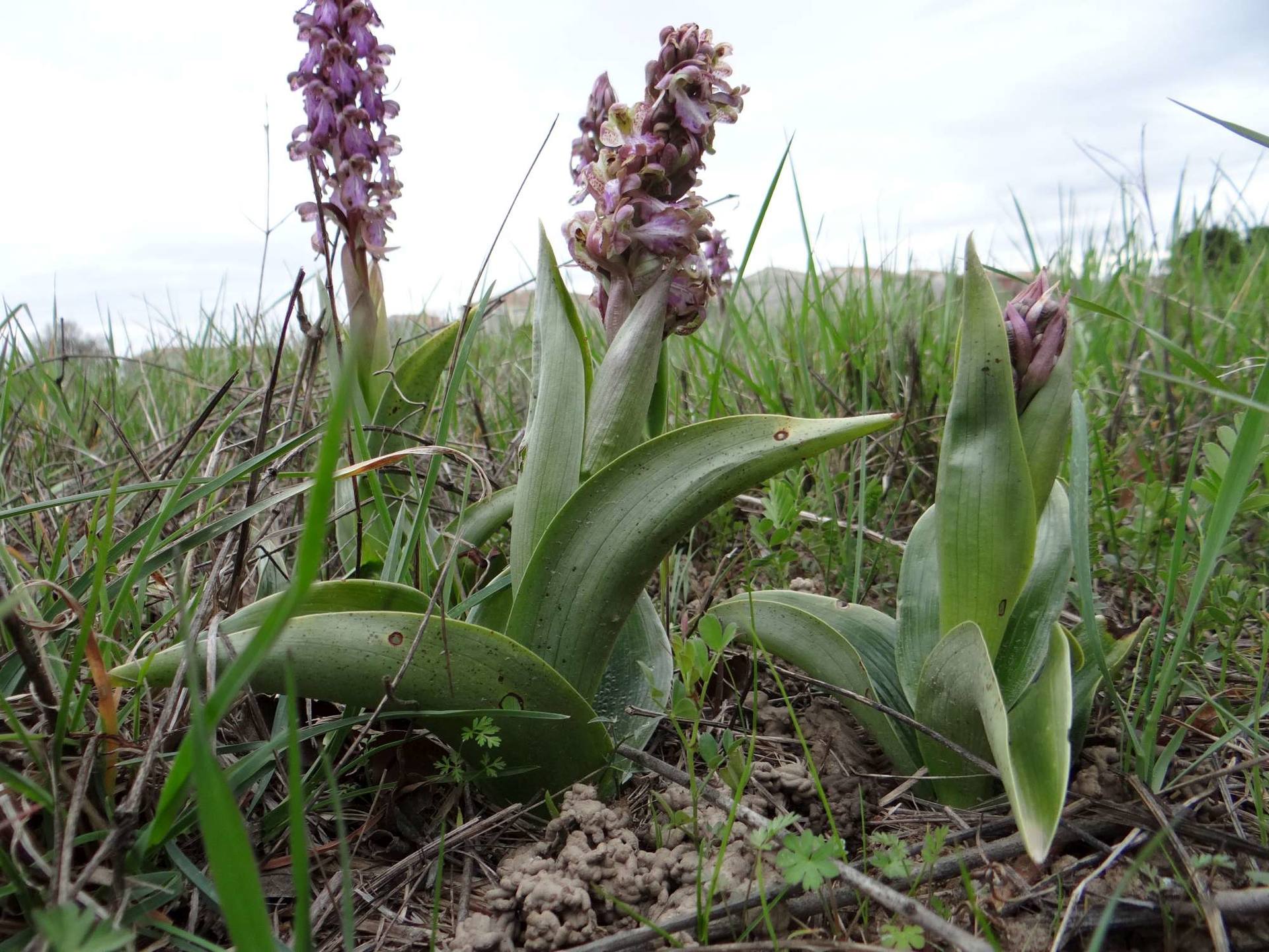 Annexe Orchis géant