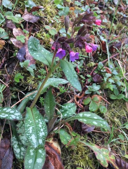 Annexe Capture d’écran 2018-03-28 à 01.10.57.png