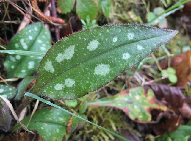 Annexe Capture d’écran 2018-03-28 à 01.12.18.png