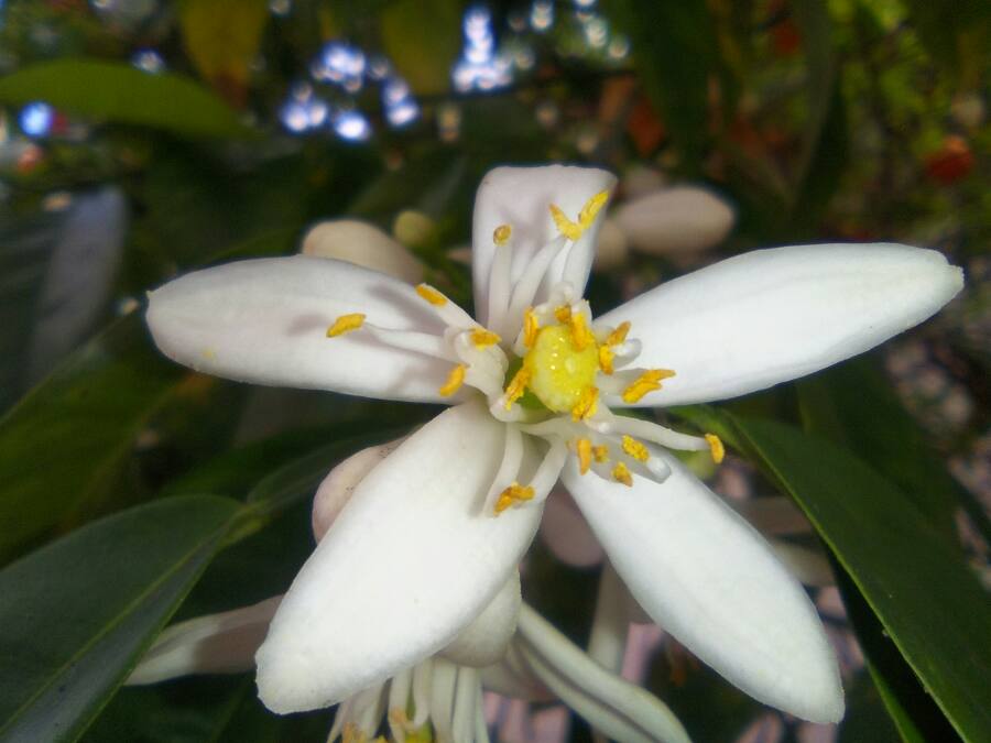 Annexe Bouton floral et fleur dun bigaradier.jpg