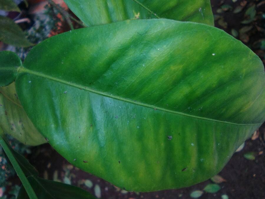 Annexe La feuille dun bigaradier.jpg