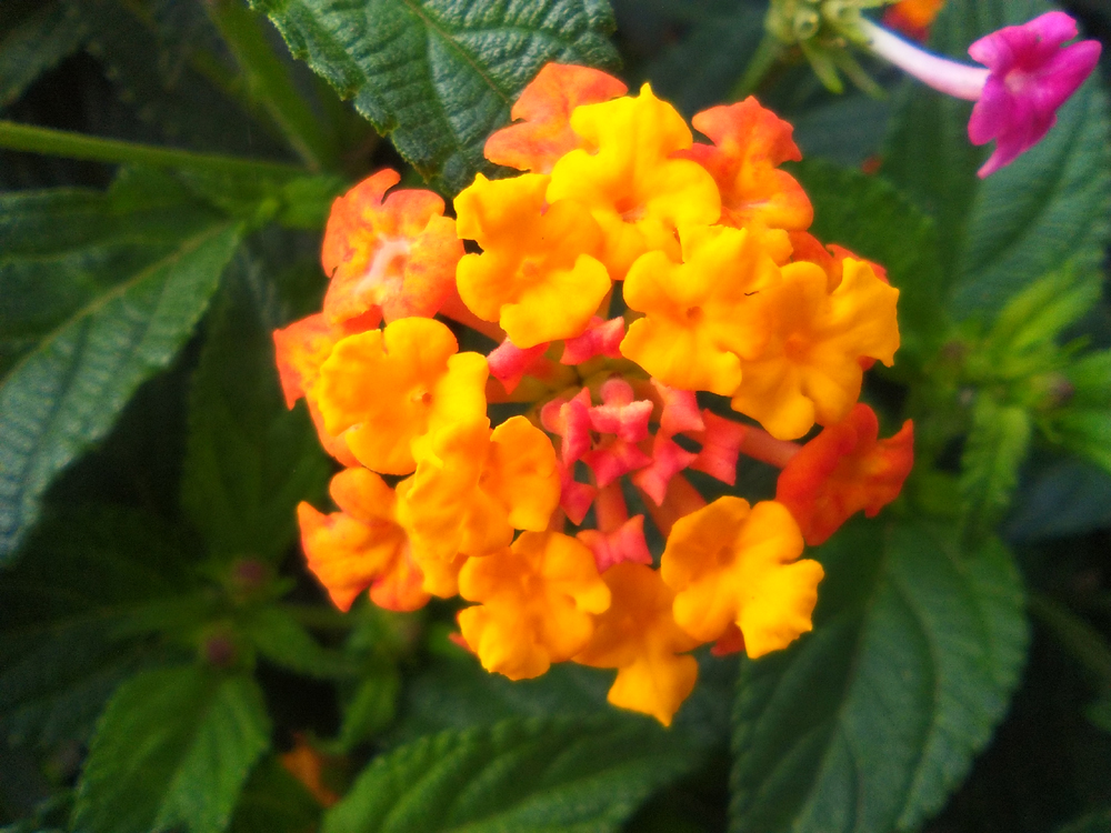 Annexe Lantana camara (1).jpg