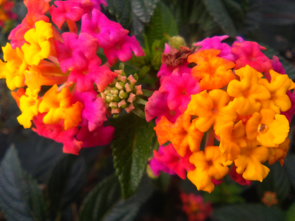 Annexe Lantana camara.jpg