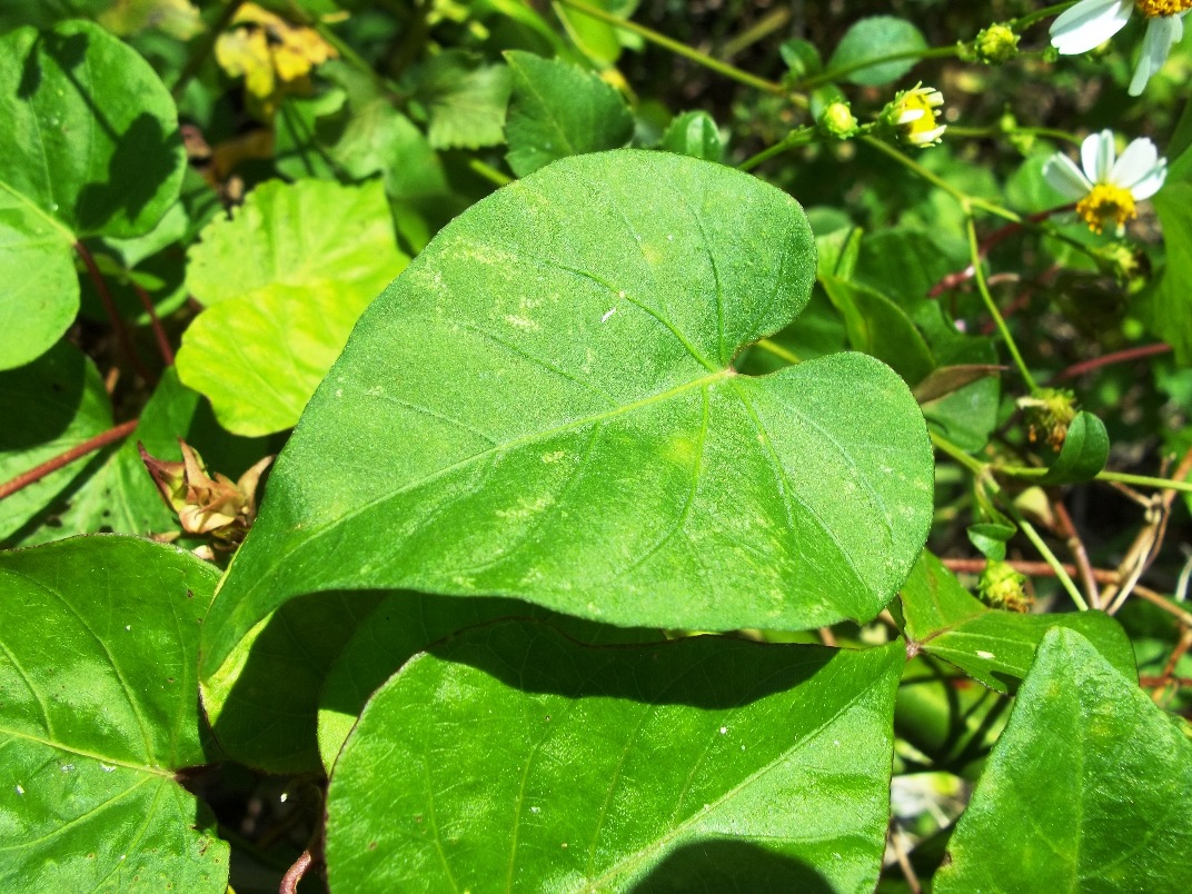 Annexe Shell Island, Floride. Feuille triangulaire de larbuste..JPG