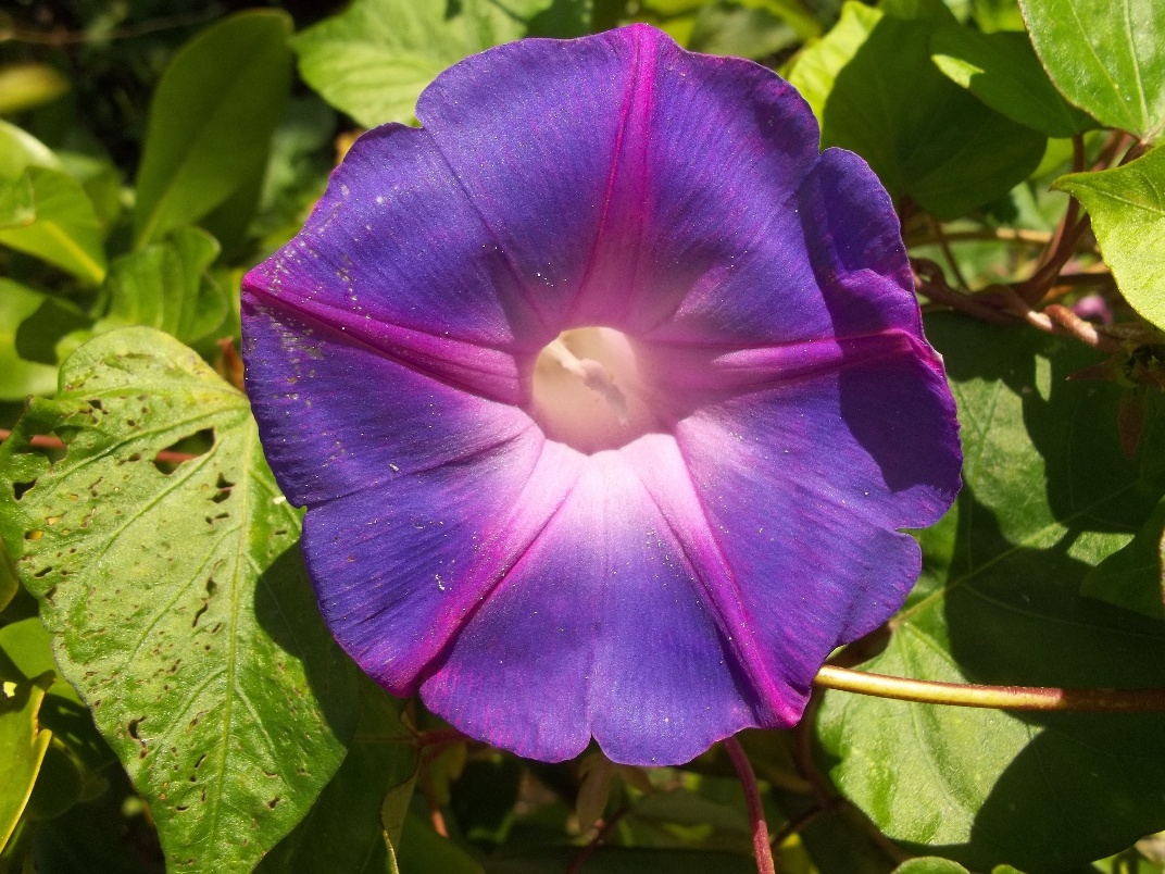 Annexe Shell Island, Floride. Jolie fleur bleue-violet  rose de cet arbuste..JPG