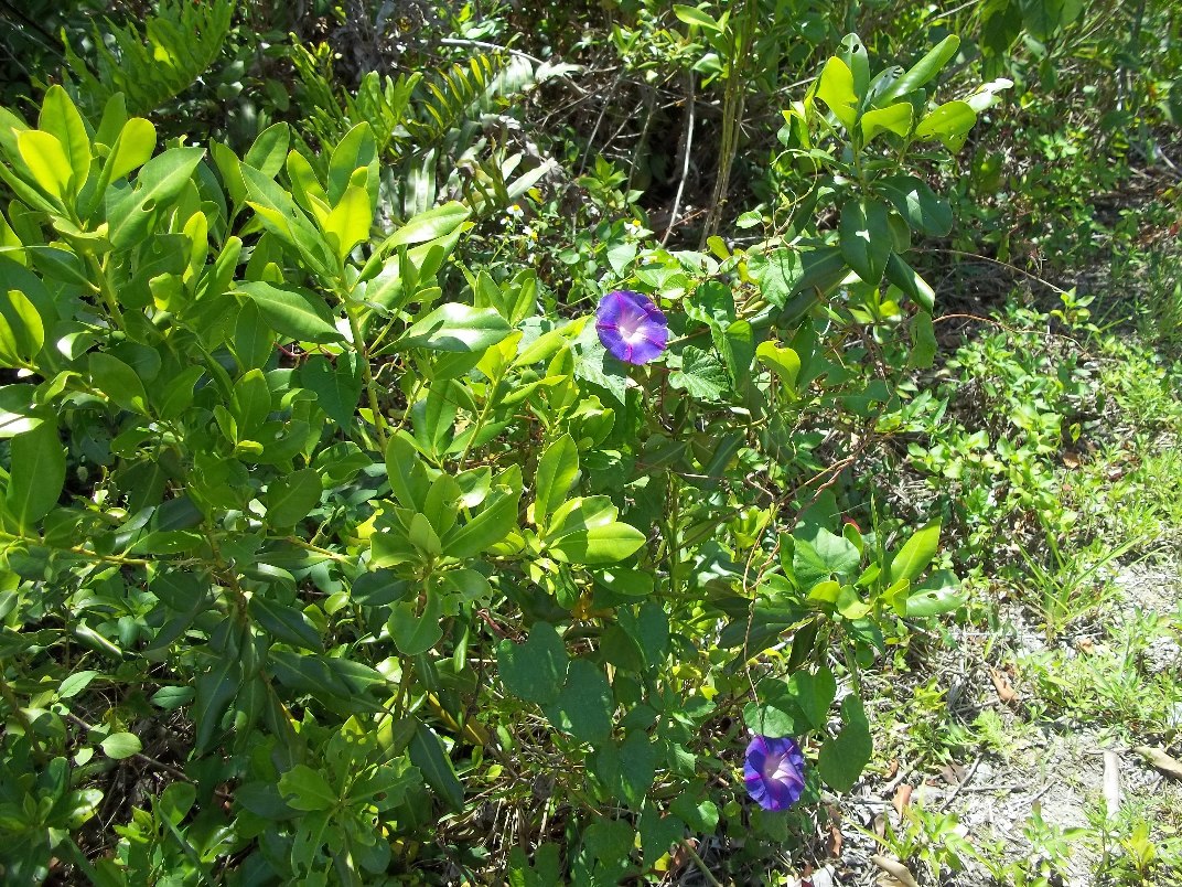 Annexe Shell Island, Floride. Larbuste est en bord de route, dans une réserve naturelle..JPG