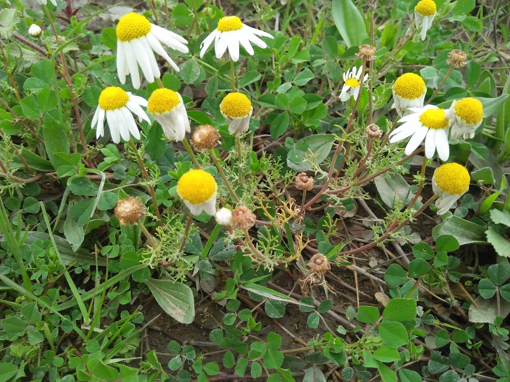 Annexe IMG20180307094654.jpg