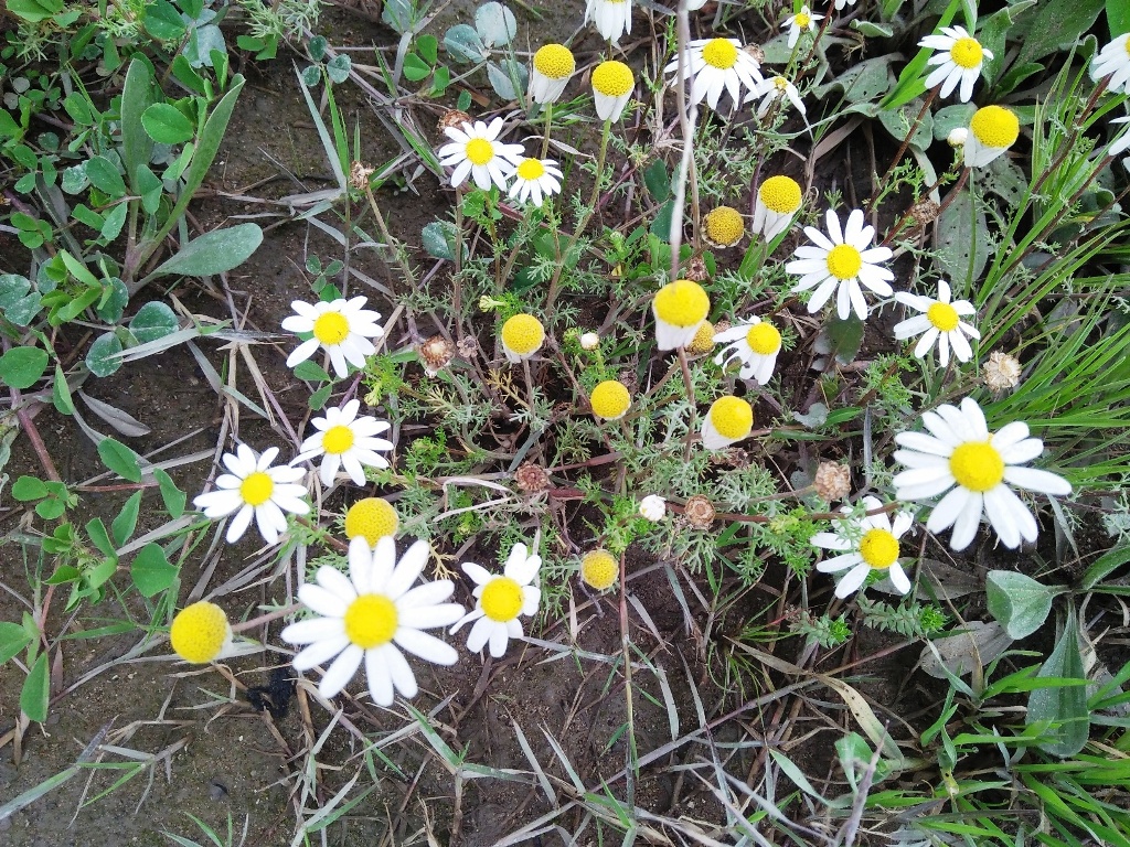 Annexe IMG20180307094719.jpg