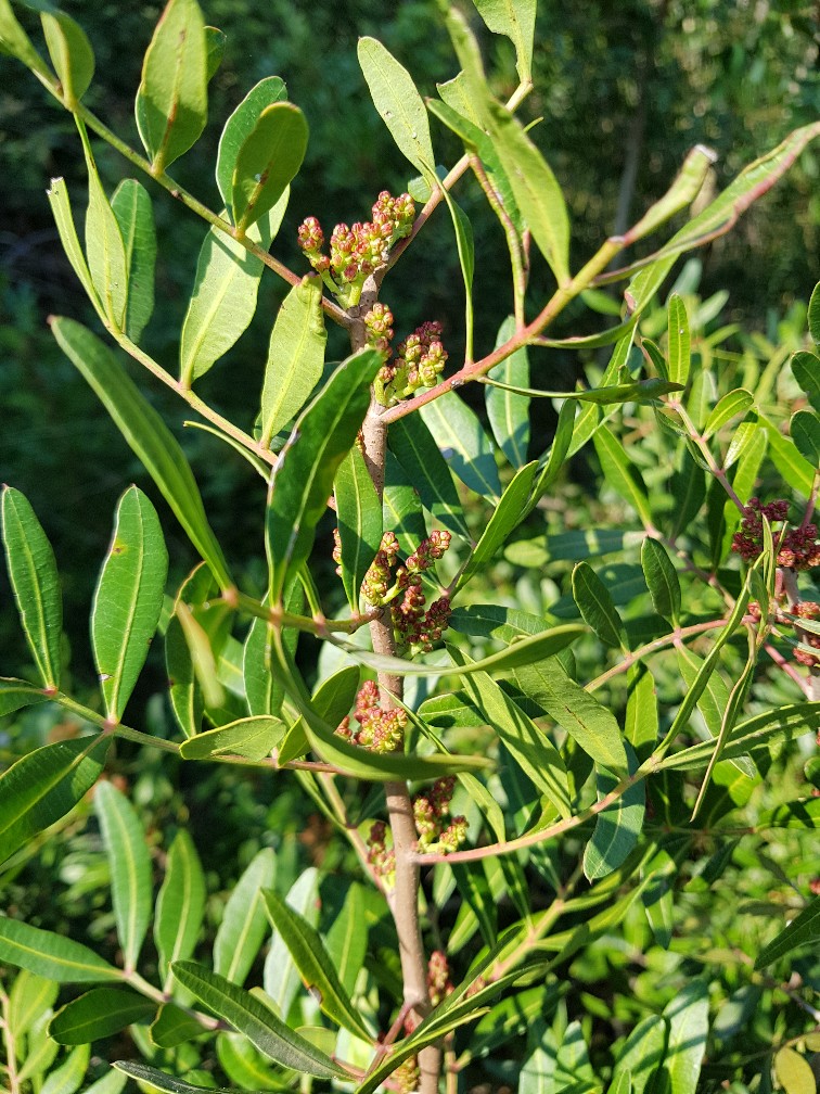 Annexe 20180327_100839-756x1008.jpg