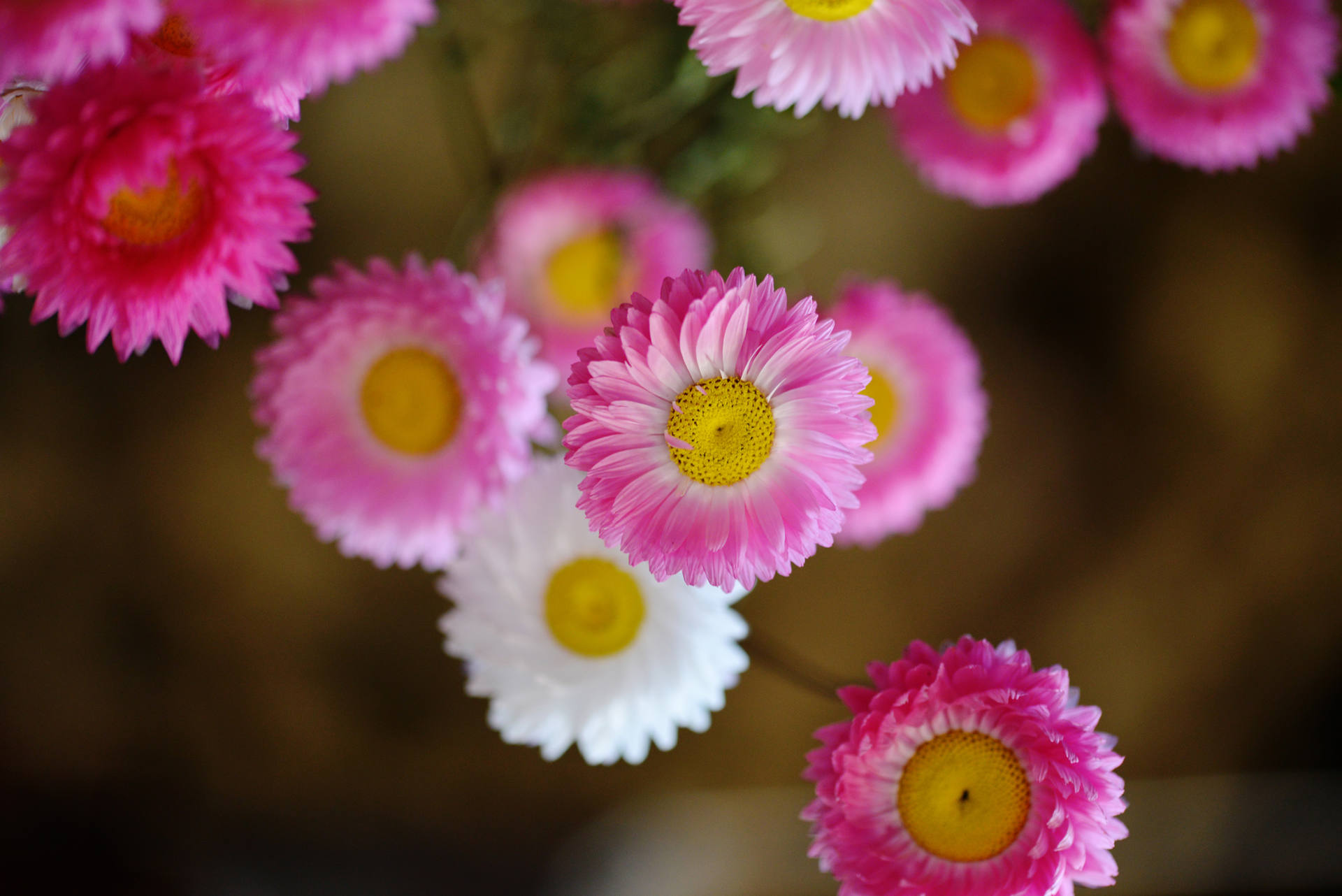 Annexe Lozère 004.JPG