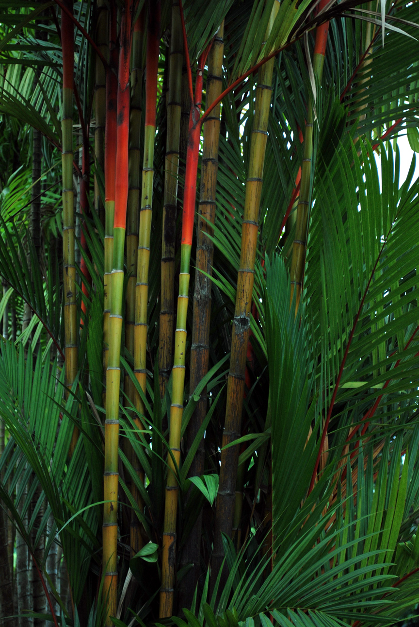 Annexe malaisie 040.JPG