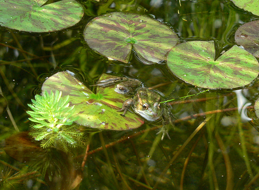 Annexe Grenouilleverte.jpg