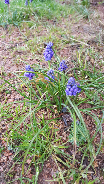 Annexe 20180328_082608.jpg