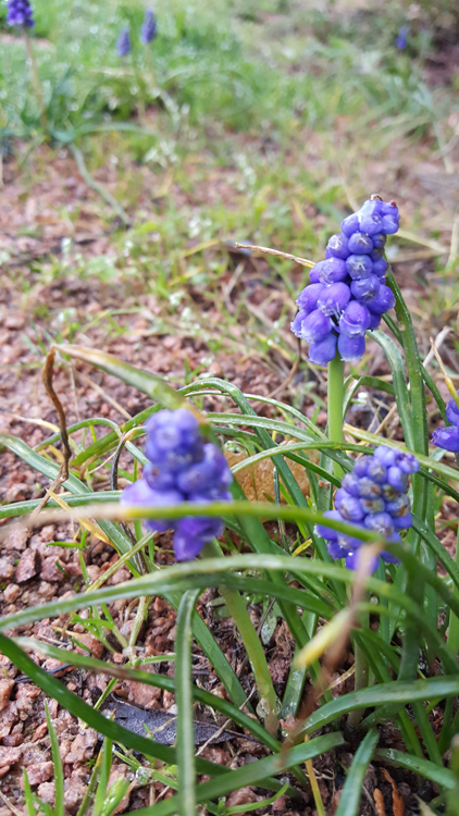 Annexe 20180328_082620.jpg