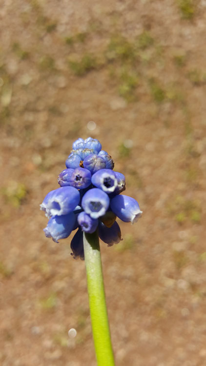 Annexe muscari.jpg