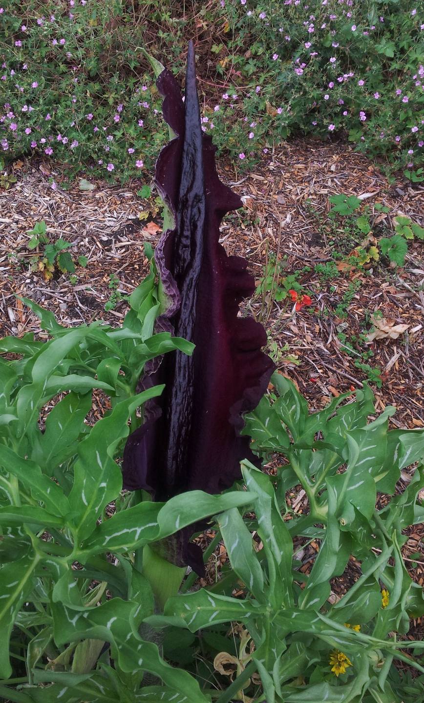 Annexe Gouet serpentaire n°2.jpg