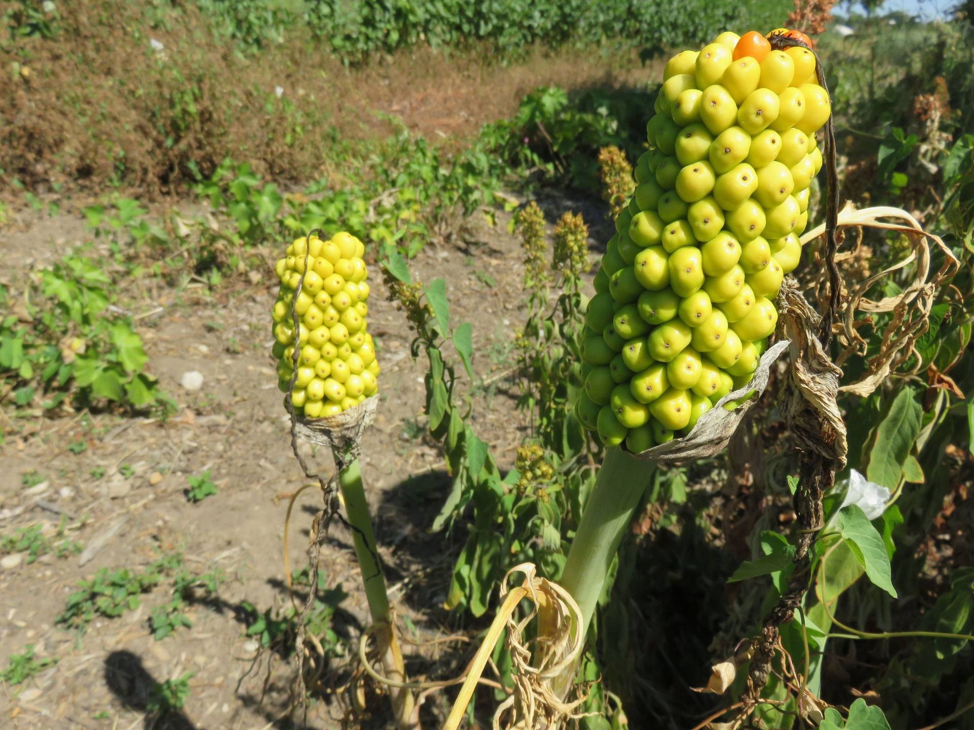 Annexe Gouet serpentaire n°3.JPG