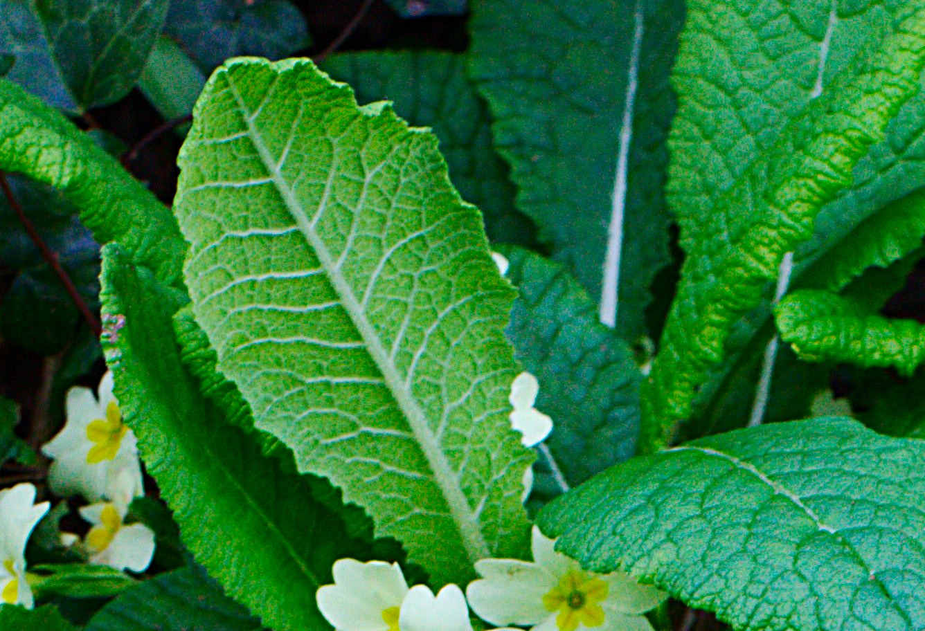 Annexe Primevère feuille.jpg