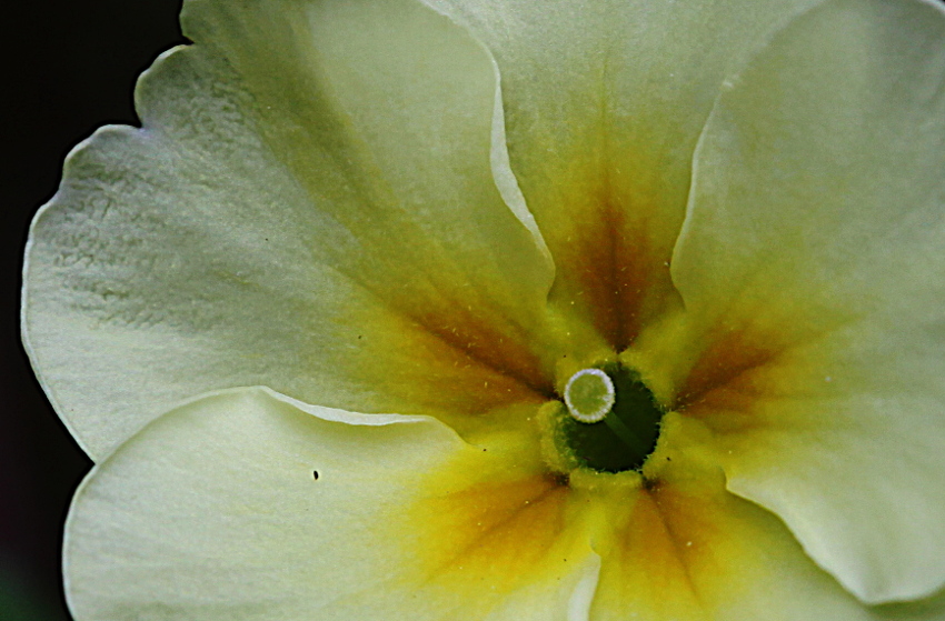 Annexe Primevère fleur.JPG