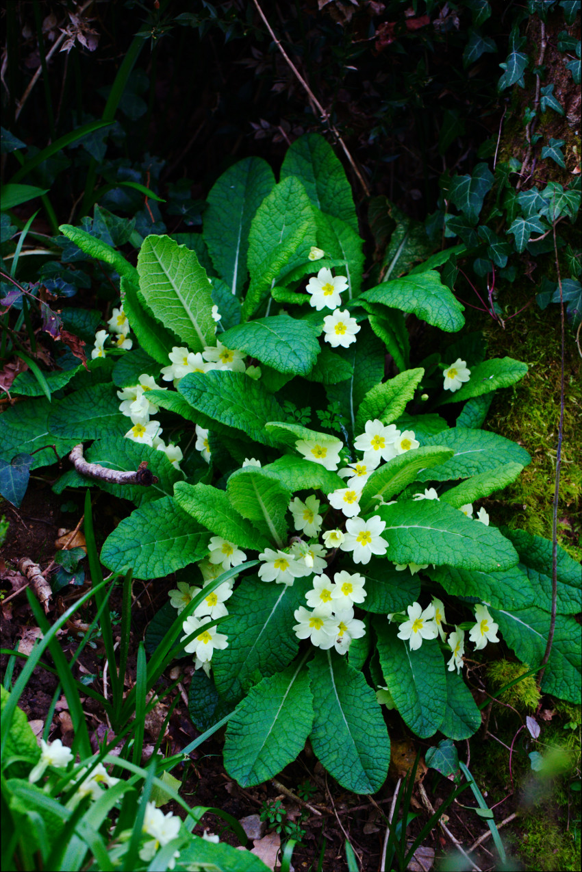 Annexe Primevère général.jpg