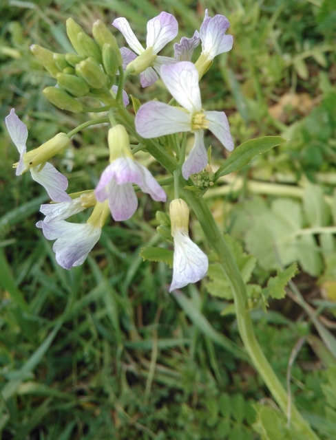 Annexe IMG_20180325_191032 (488x640).jpg