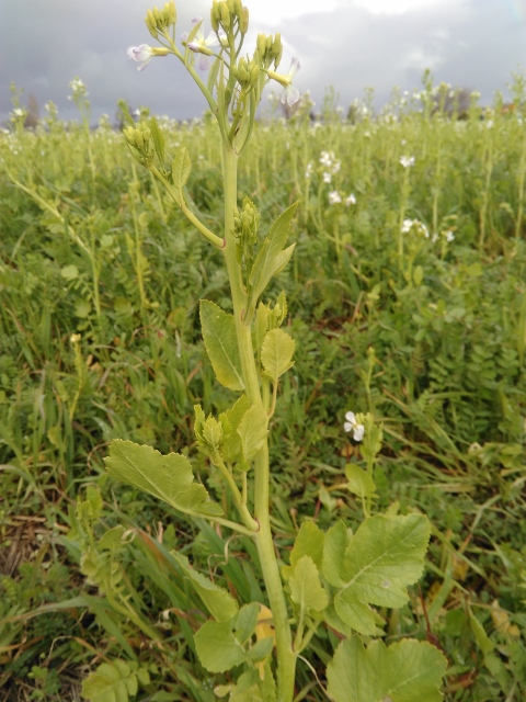 Annexe IMG_20180325_191251 (480x640).jpg