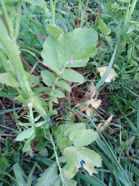 Annexe IMG_20180325_191318 (480x640).jpg