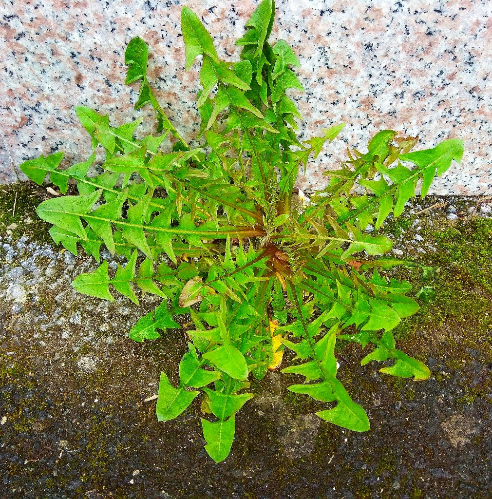 Annexe 29680930_10160260797855083_242690111_o.jpg