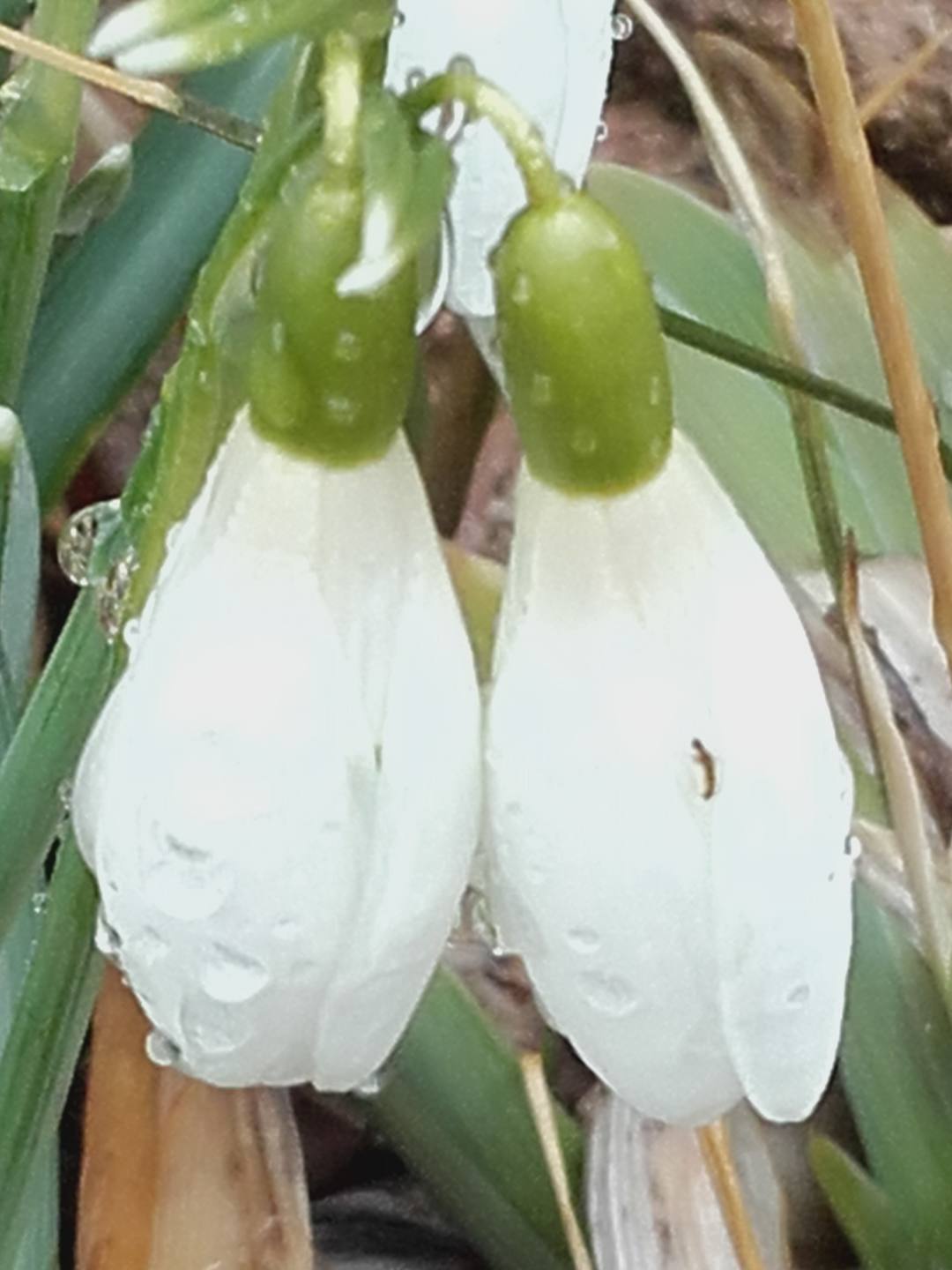 Annexe 20180328_114939.jpg