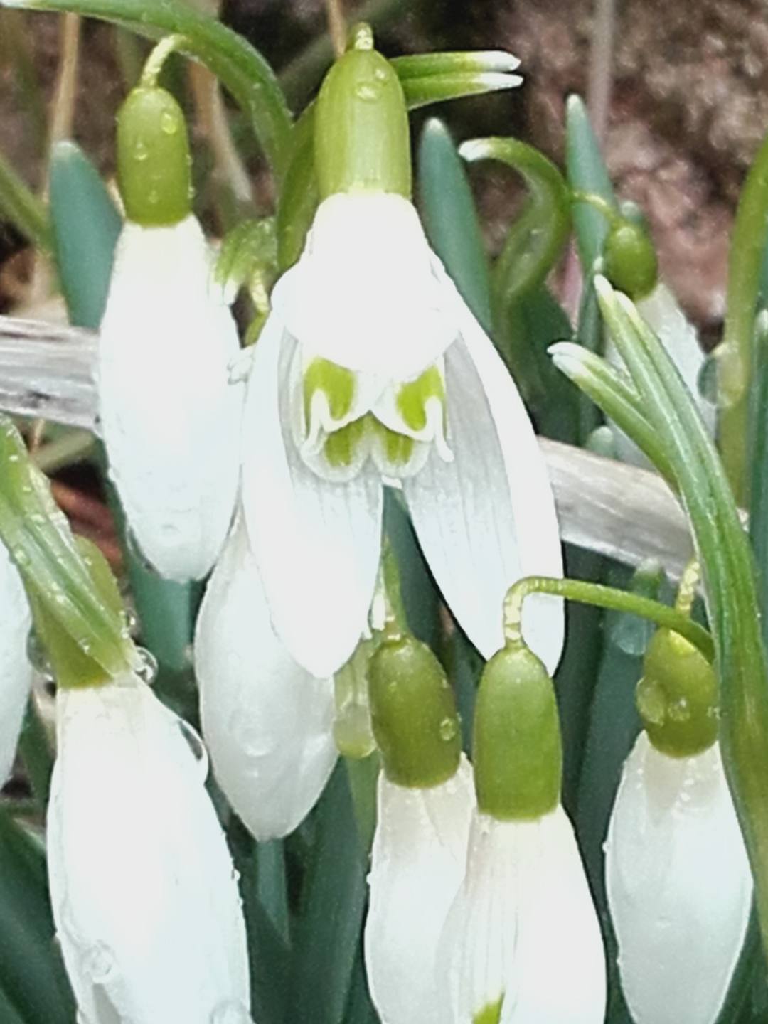 Annexe 20180328_115155.jpg