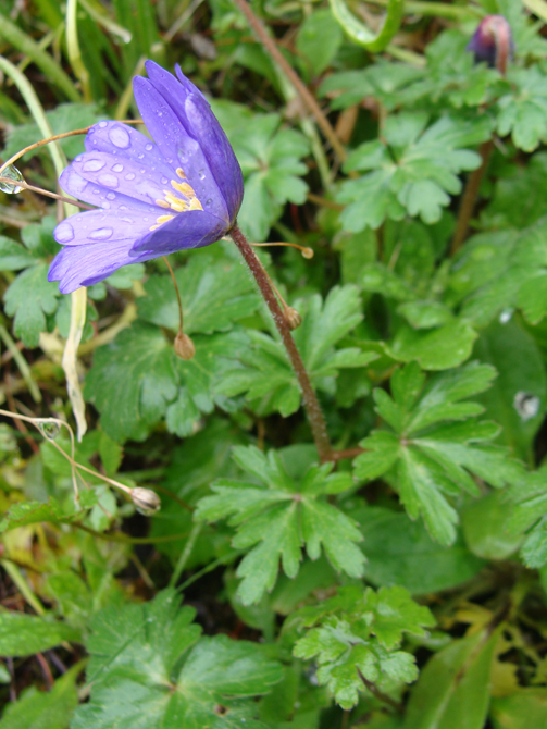 Annexe anemoneblanda2.jpg