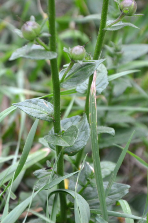 Annexe Aout 2017 Fruits X.PNG