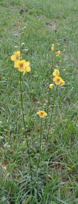 Annexe Aout 2017 Plante X.PNG