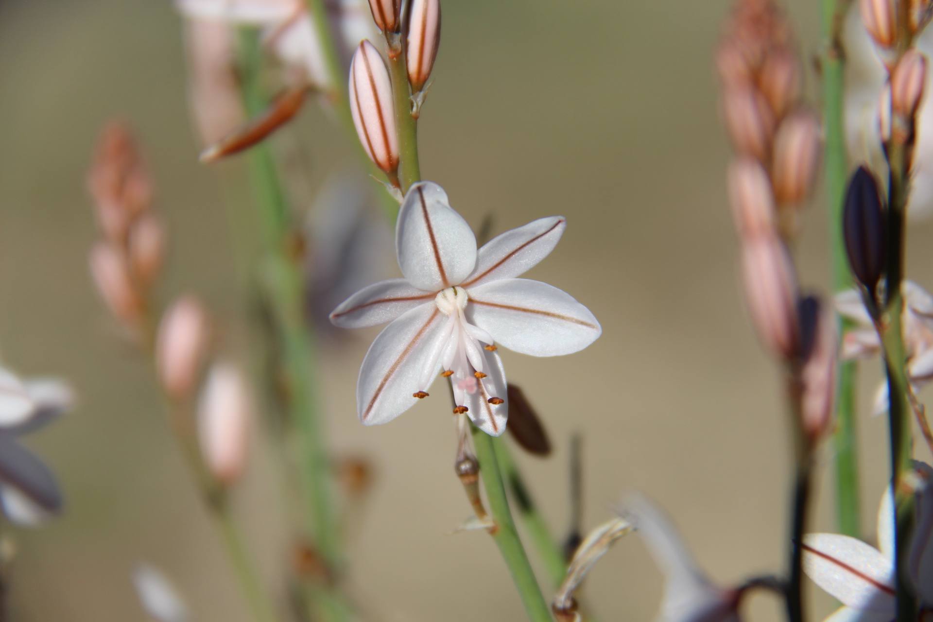 Annexe Flor primer plano.jpg
