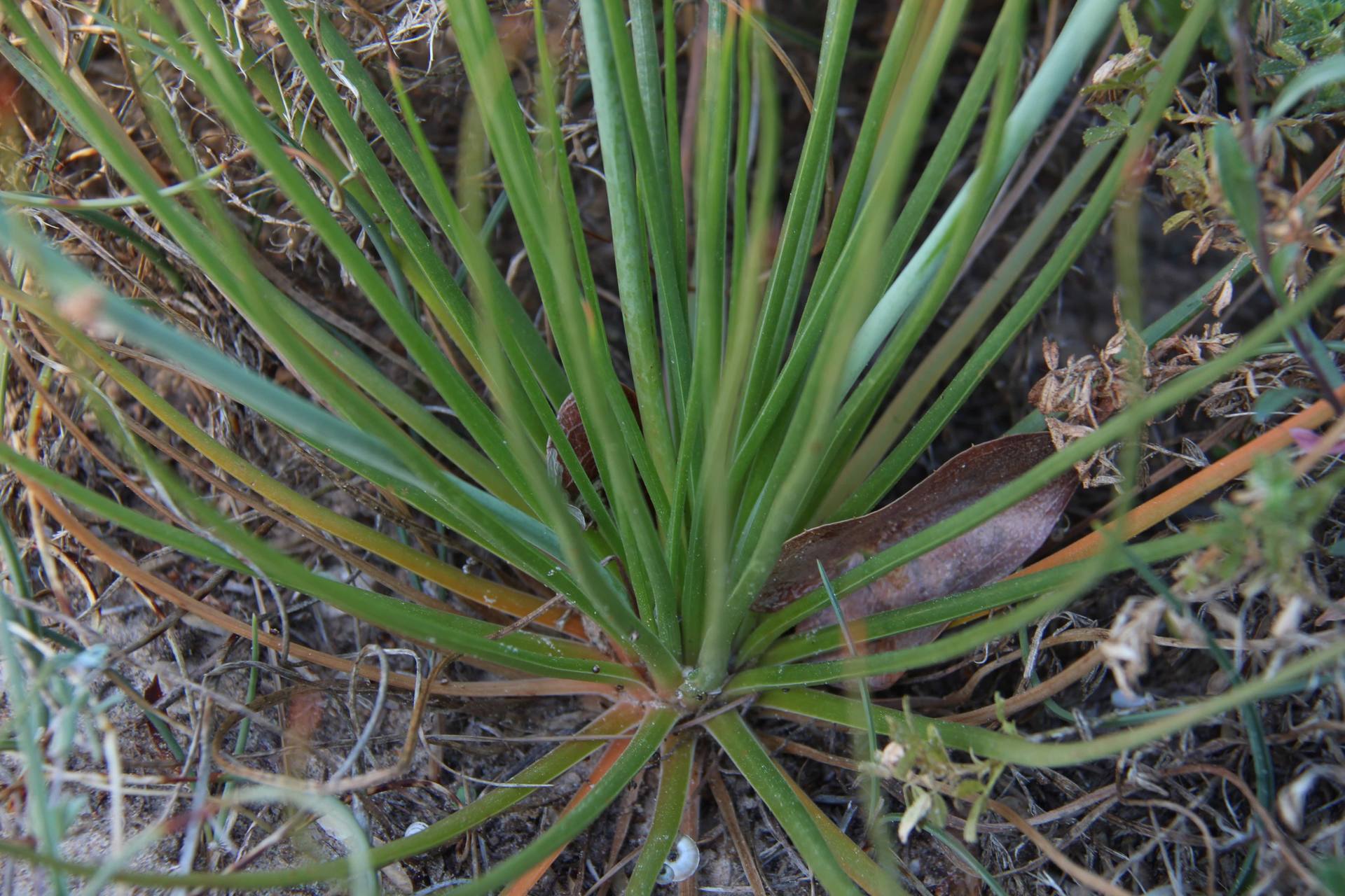 Annexe Hojas base.jpg