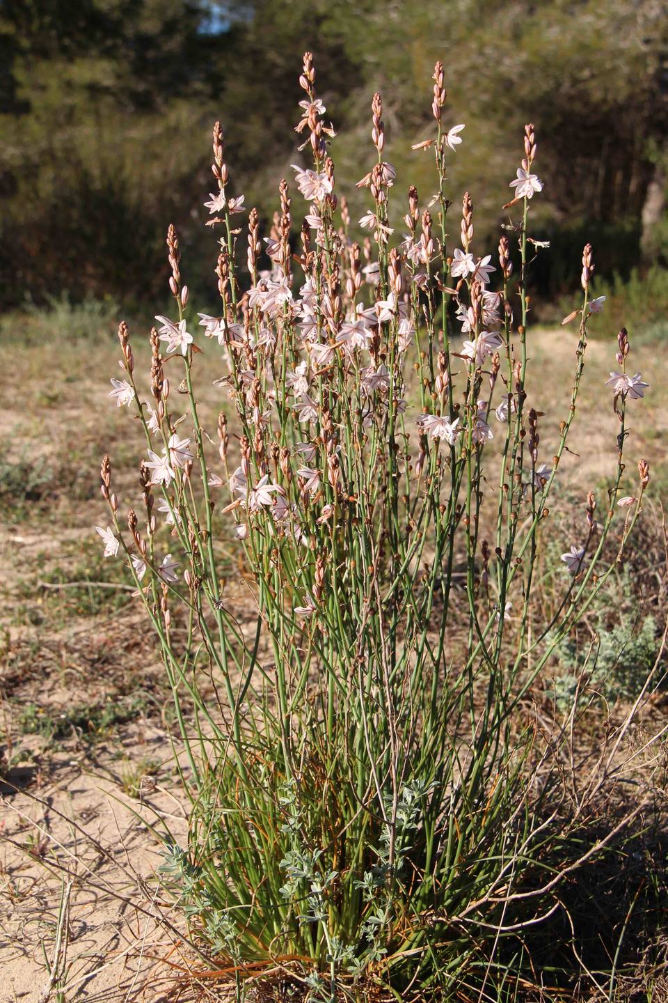 Annexe Planta completa.jpg