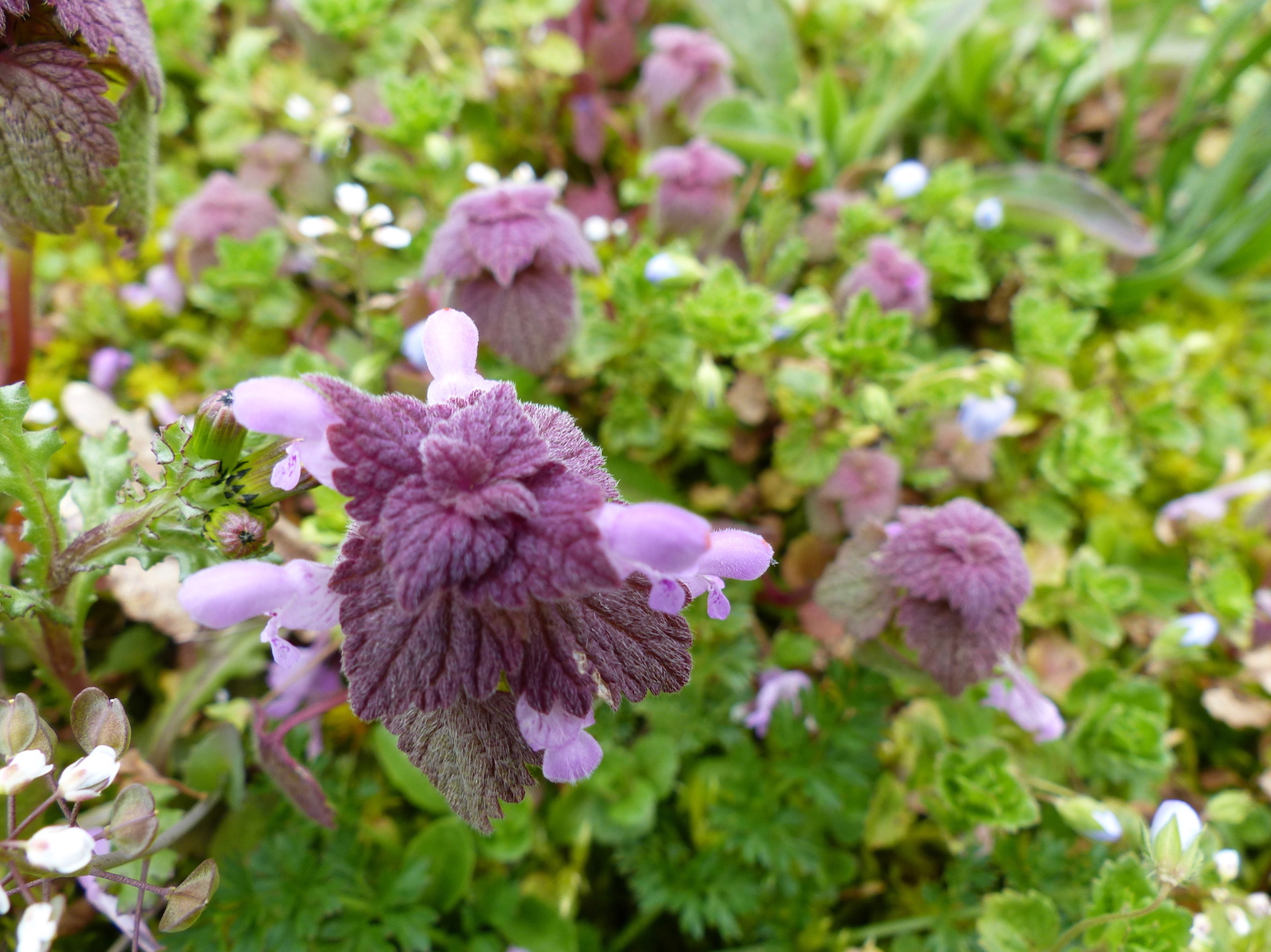 Annexe P1050782b.JPG