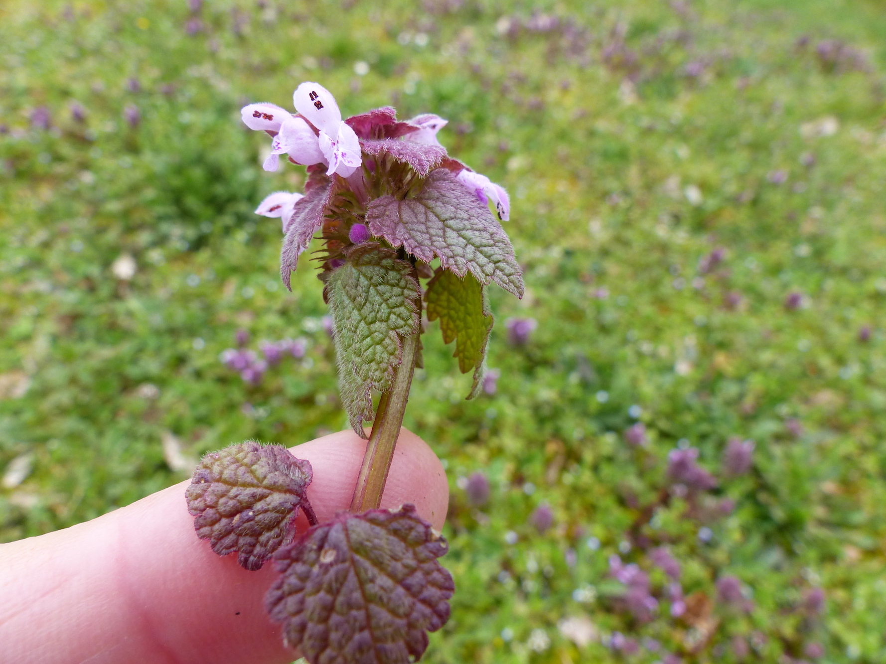 Annexe P1050784b.JPG