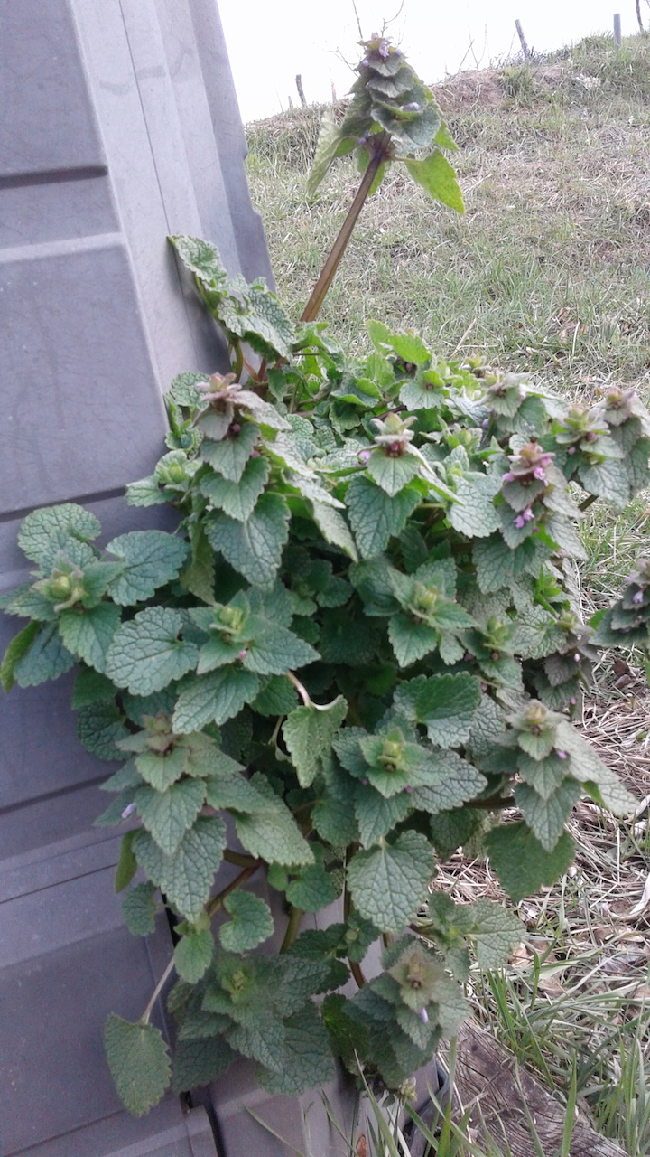 Annexe Lamier rose 1.jpg