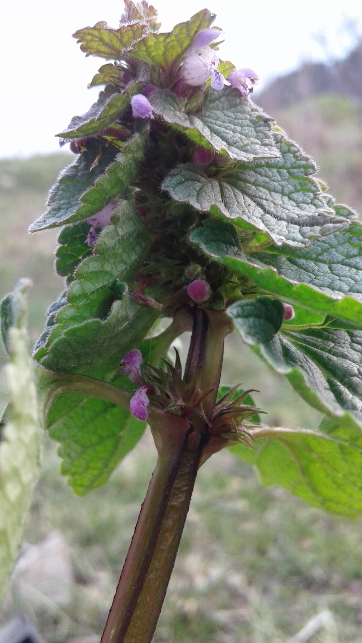 Annexe Lamier rose 2.jpg