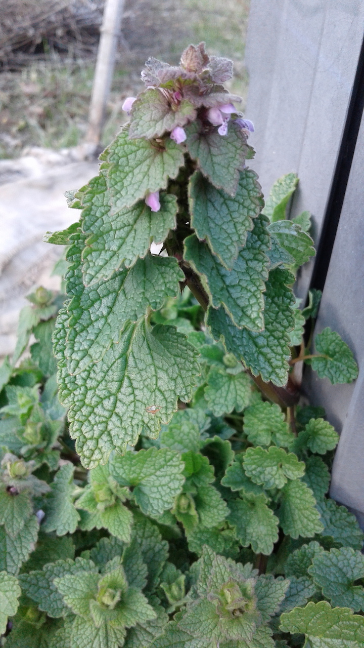 Annexe Lamier rose 3.jpg