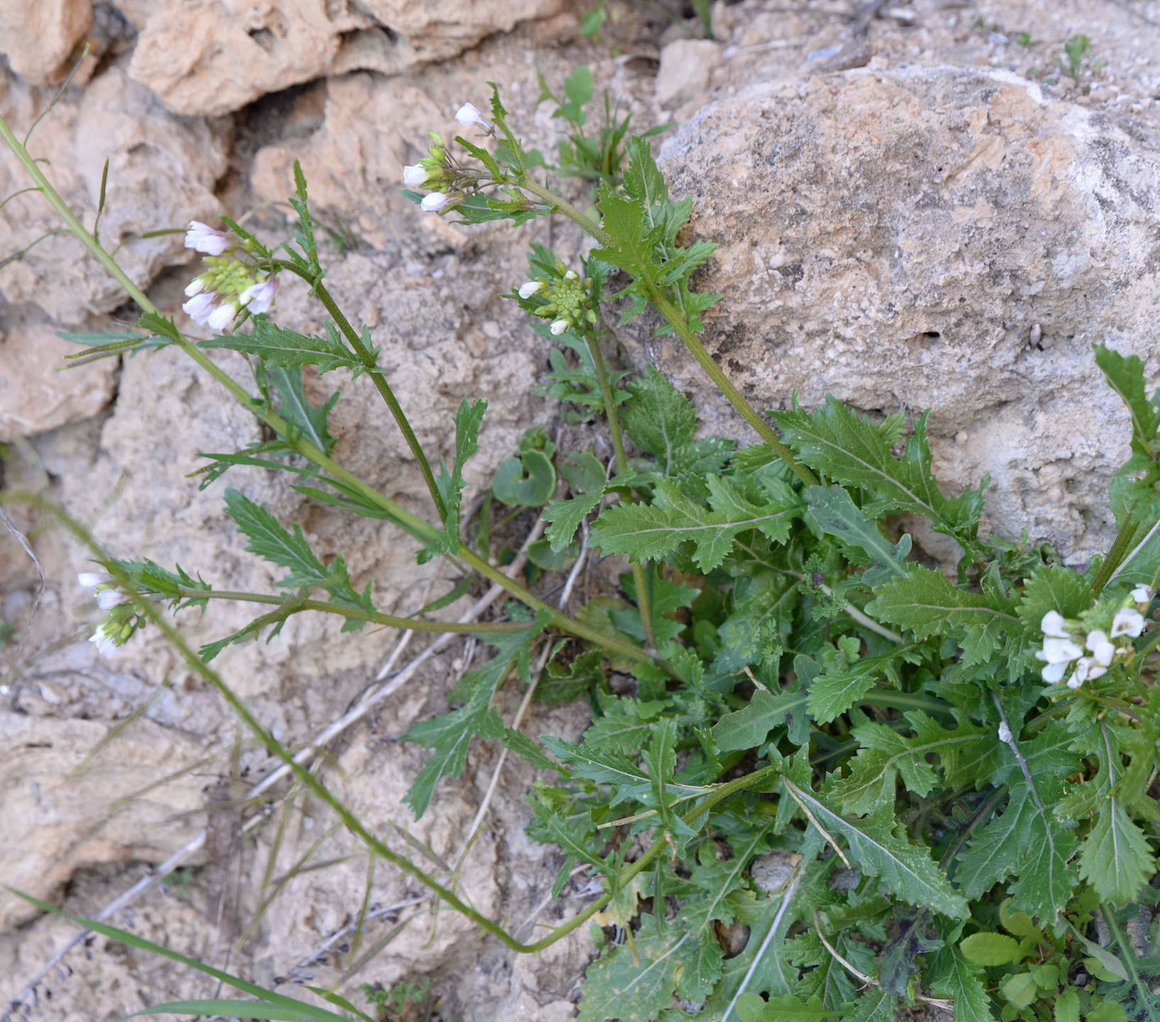 Annexe FausseRoq8-.jpg