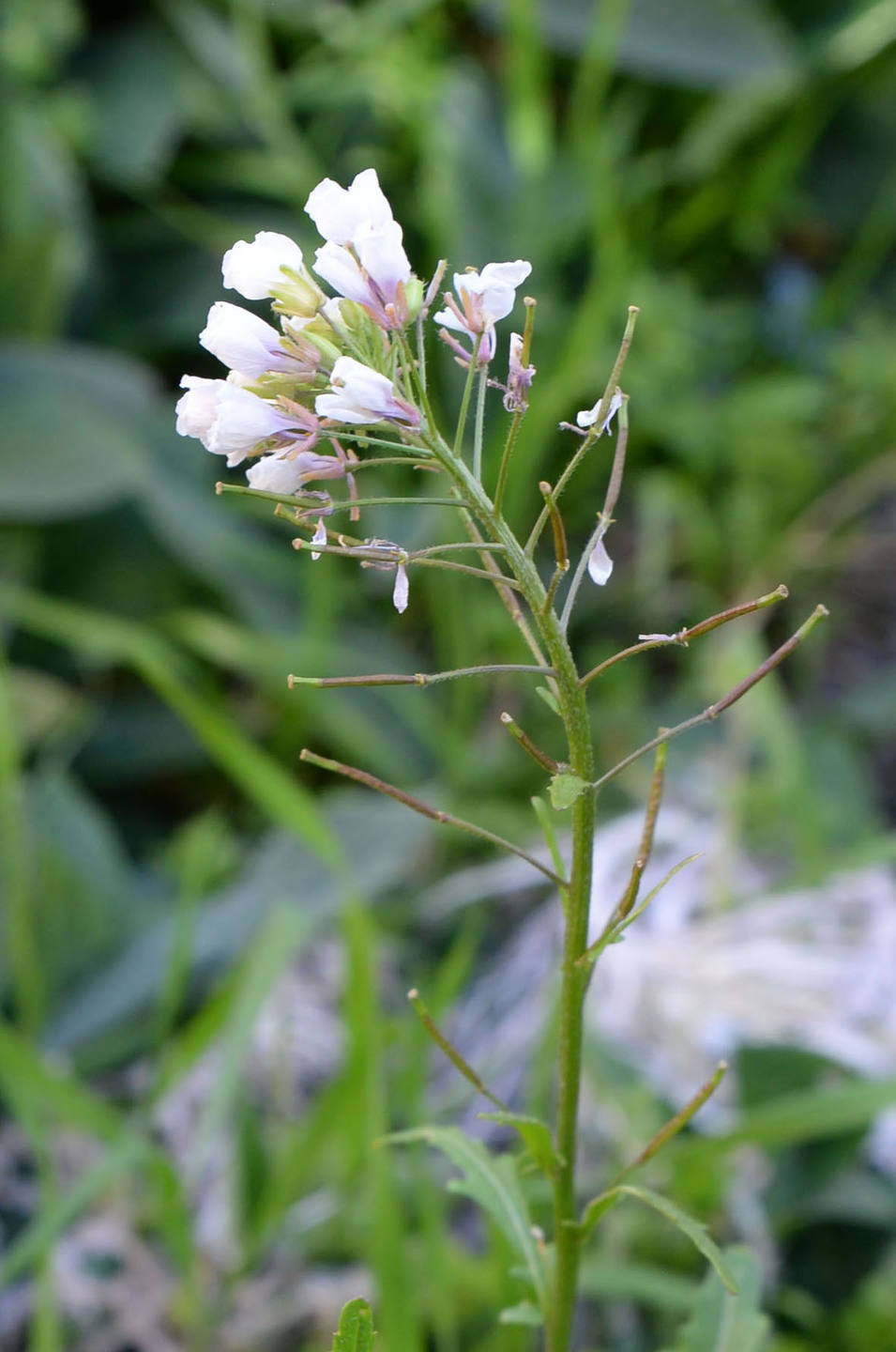 Annexe FausseRoq9-.jpg