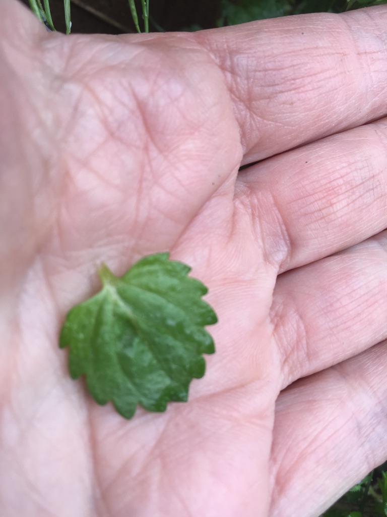 Annexe UNADJUSTEDNONRAW_thumb_cd37.jpg